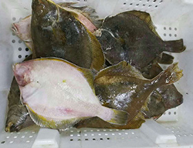 鰈魚2